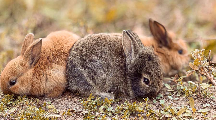 Grundausstattung für Kaninchen
